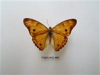 藏品(金鎧蛺蝶)的圖片